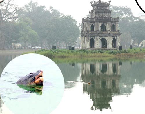 Vào[-]khoảng[-]16h30[-]ngày[-]19/1/2016,[-]"Cụ[-]rùa[-]Hồ[-]Gươm"[-]đã[-]nổi[-]lên[-]ở[-]phía[-]góc[-]đối[-]diện[-]tòa[-]nhà[-]báo[-]Hà[-]Nội[-]Mới[-]và[-]có[-]dấu[-]hiệu[-]đã[-]chết.[-]